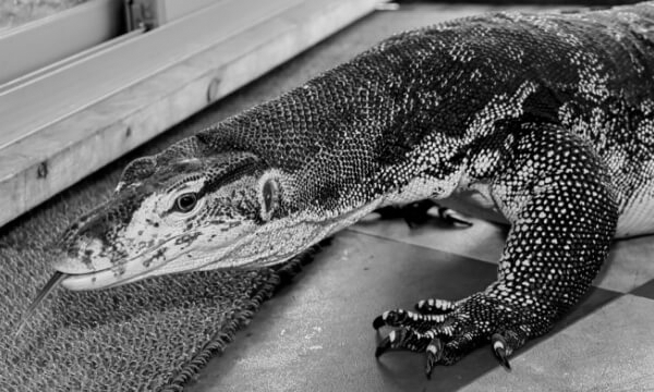 なかなか見れないサイズのオオトカゲ