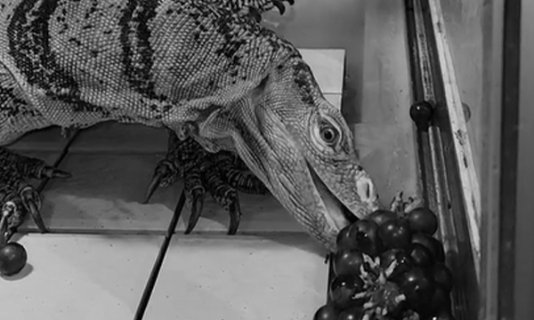 餌やり体験ができる