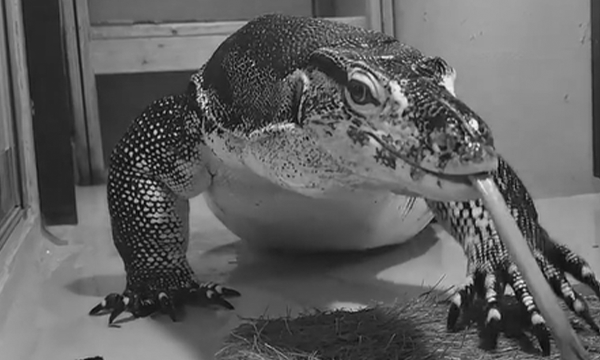 呼んだら来る？オオトカゲとのふれあい体験