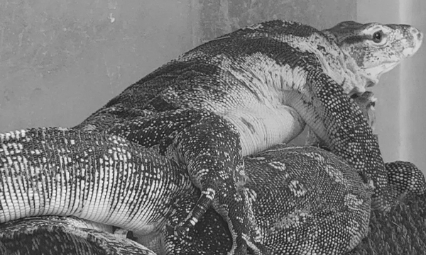 子どもも楽しめる